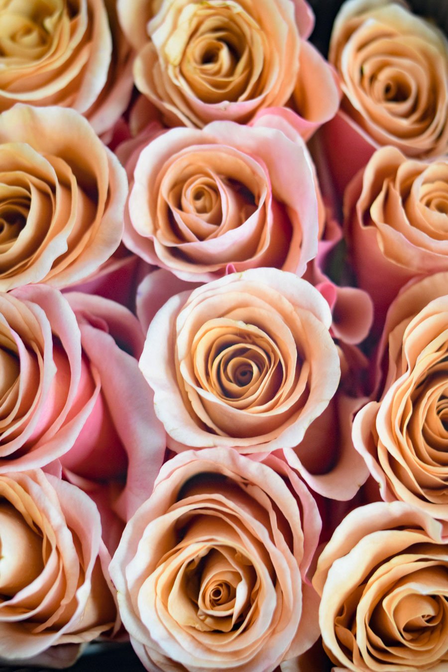 ROSA MOAB 60CM