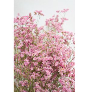 LIMONIUM SINENSIS ROSA