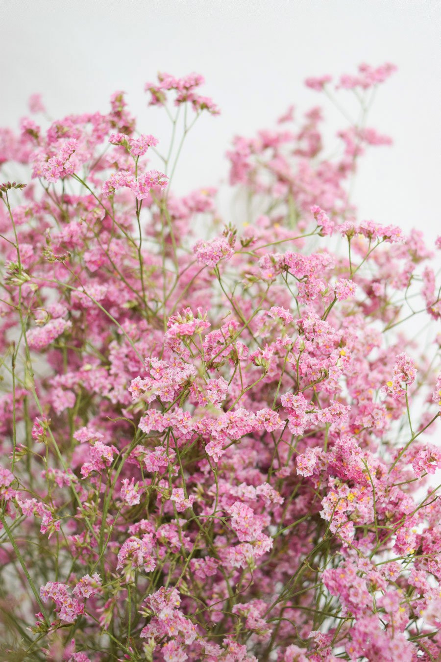 LIMONIUM SINENSIS ROSA