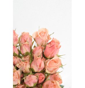 ROSA SPRAY ROSA EMPOLVADO 40CM 2