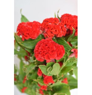 CELOSIA ROJA