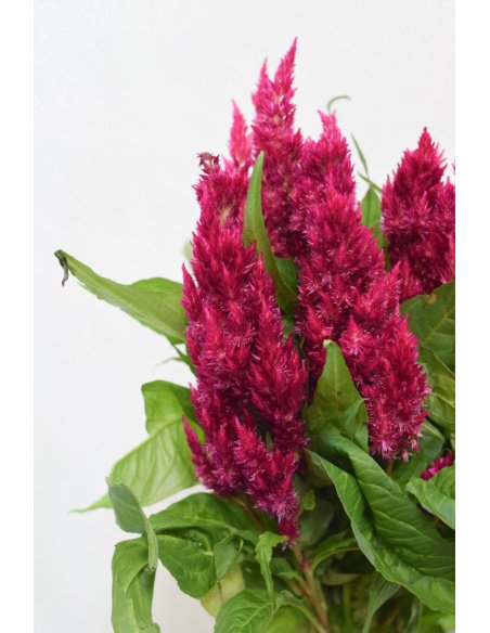 CELOSIA FUCSIA PLUMOSA
