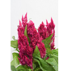 CELOSIA FUCSIA PLUMOSA 2