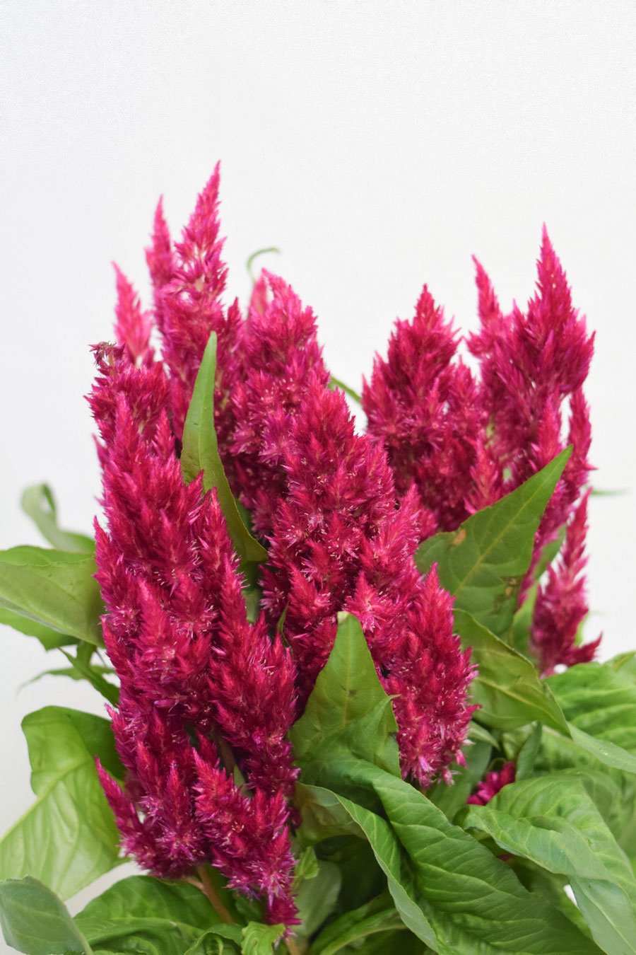 CELOSIA FUCSIA PLUMOSA
