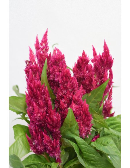 CELOSIA FUCSIA PLUMOSA