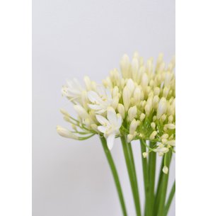 AGAPANTHUS BLANCO