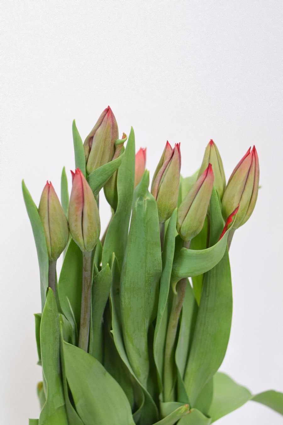 TULIPAN ROJO