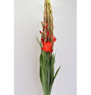 GLADIOLO ROJO 2