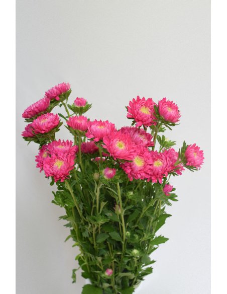 CALLISTEPHUS FUCSIA