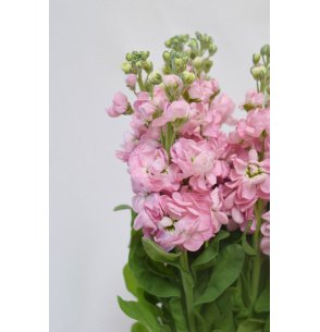 MATTHIOLA ROSA X5T