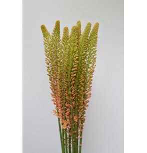 EREMURUS CLEOPATRA