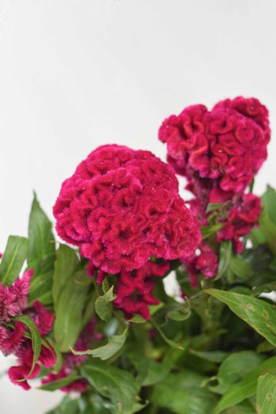 CELOSIA VIOLETA