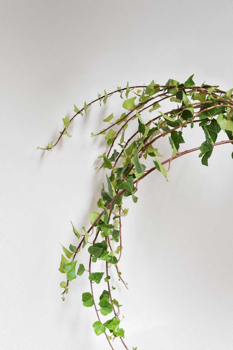 HEDERA PQ.