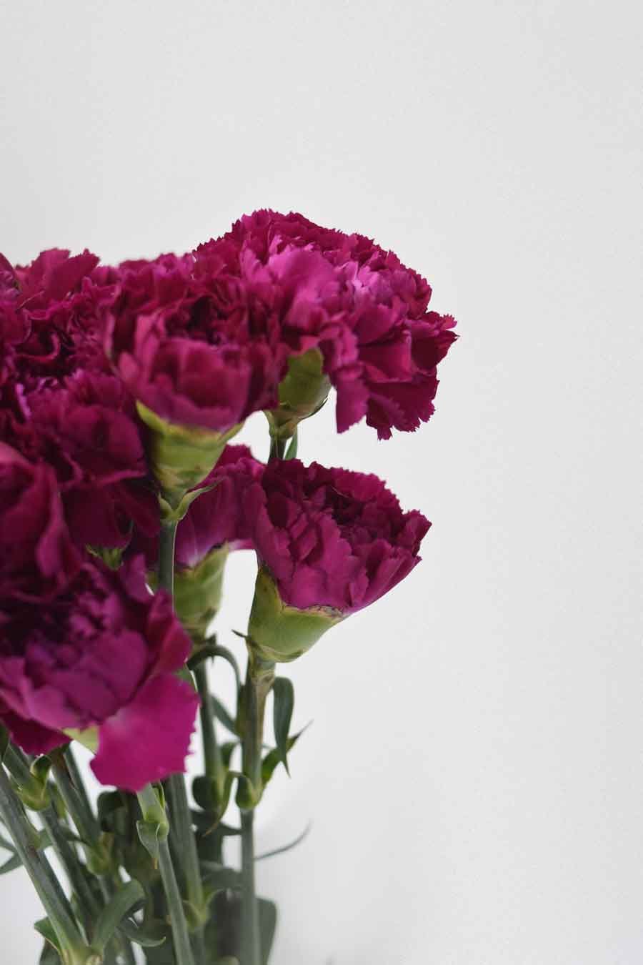 PACK CLAVEL DE PETALOS VARIADOS