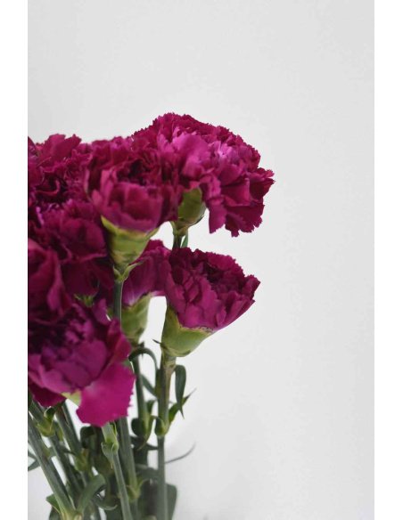 PACK CLAVEL DE PETALOS VARIADOS