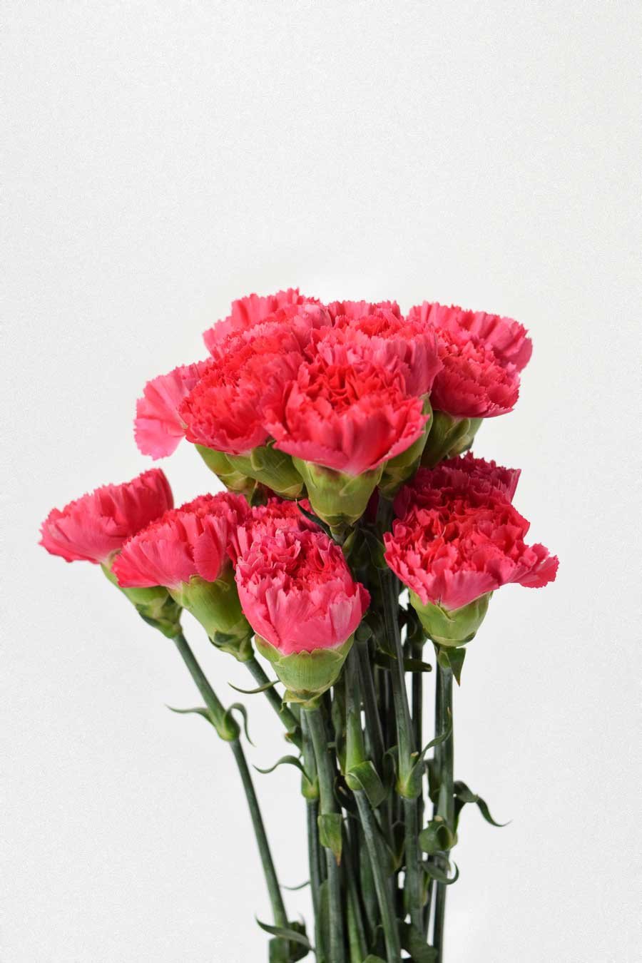 PACK CLAVEL DE PETALOS VARIADOS