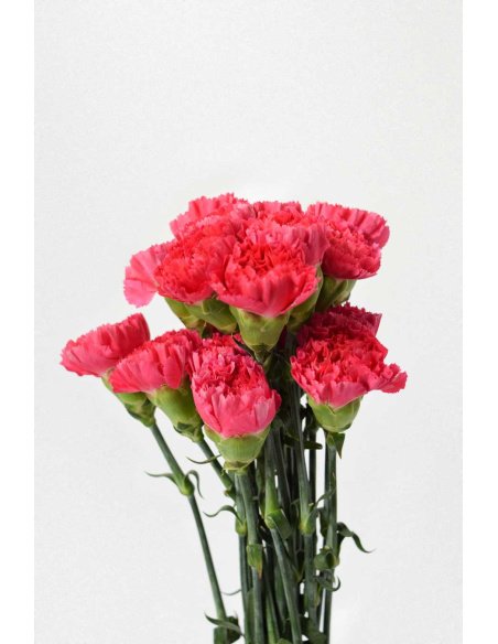 PACK CLAVEL DE PETALOS VARIADOS