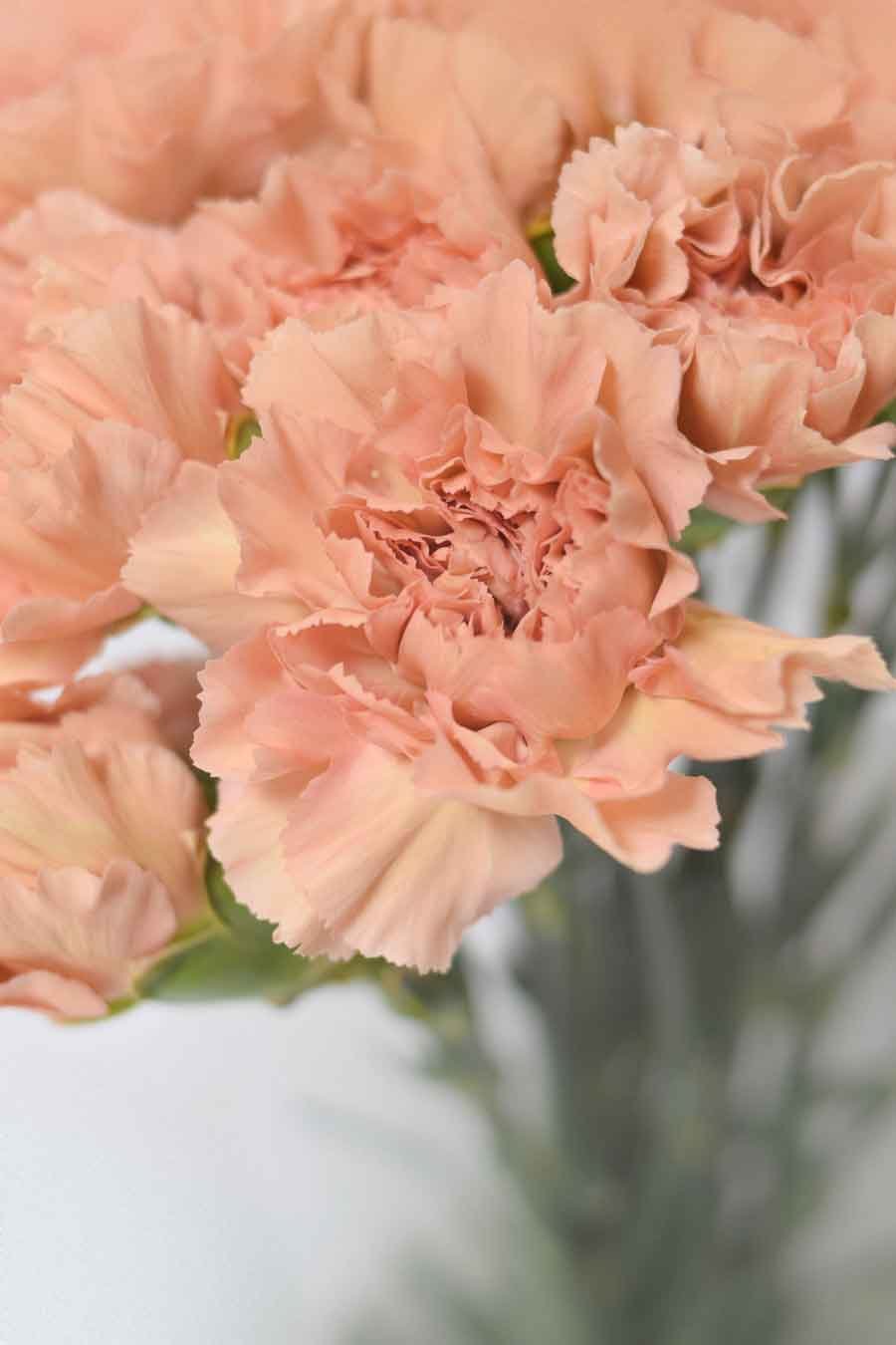 PACK CLAVEL DE PETALOS VARIADOS