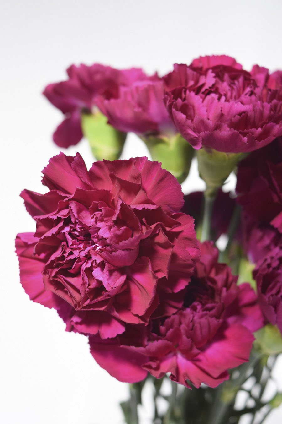 PACK CLAVEL DE PETALOS VARIADOS