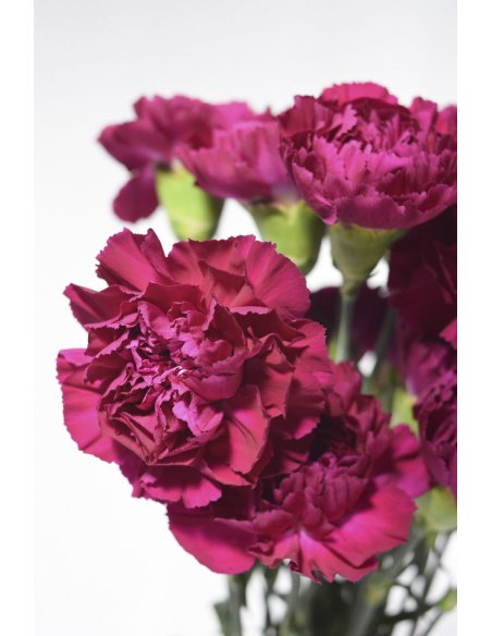 PACK CLAVEL DE PETALOS VARIADOS