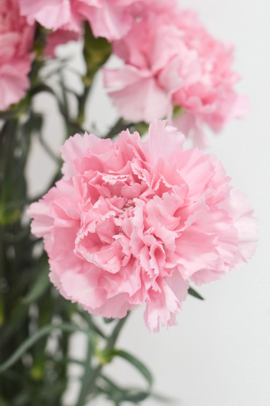 PACK CLAVEL DE PETALOS VARIADOS