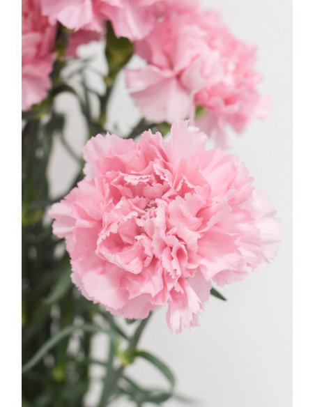 PACK CLAVEL DE PETALOS VARIADOS