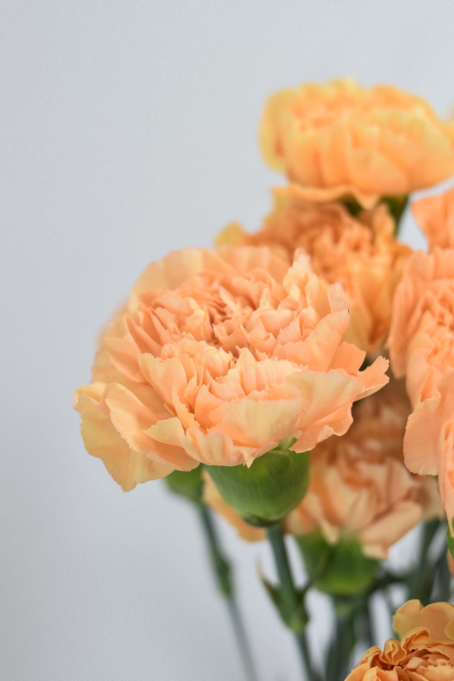 PACK CLAVEL DE PETALOS VARIADOS