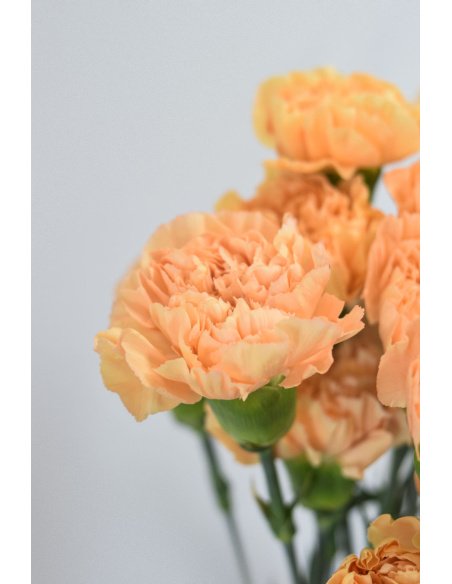 PACK CLAVEL DE PETALOS VARIADOS