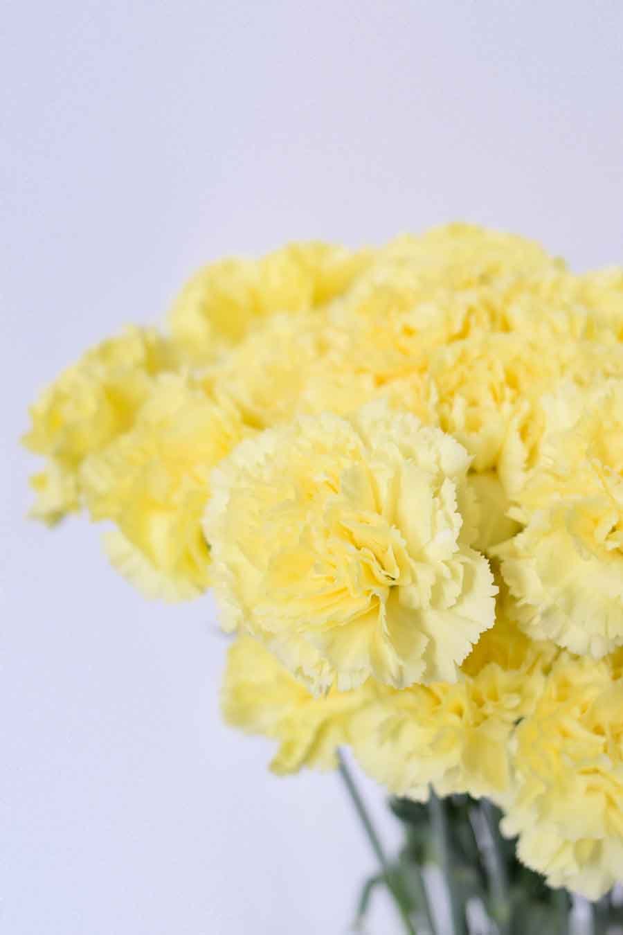 PACK CLAVEL DE PETALOS VARIADOS