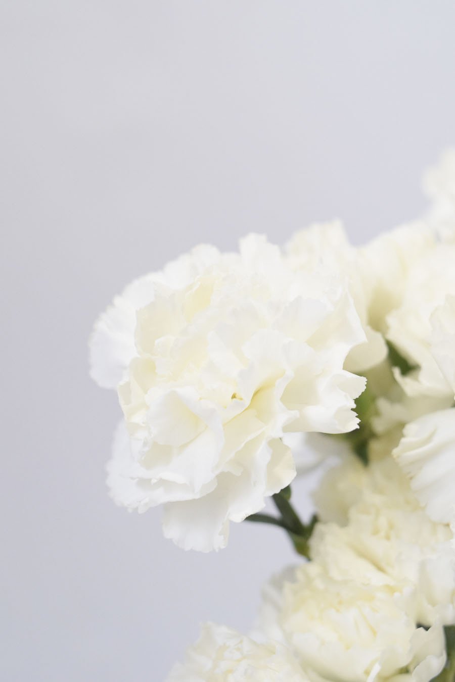 PACK CLAVEL DE PETALOS VARIADOS