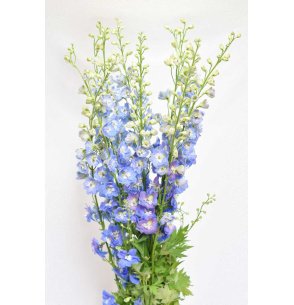 DELPHINIUM AZUL