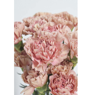 CLAVEL ROSA 70CM