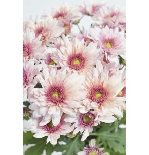 CRISANTEMO ROSA BICOLOR