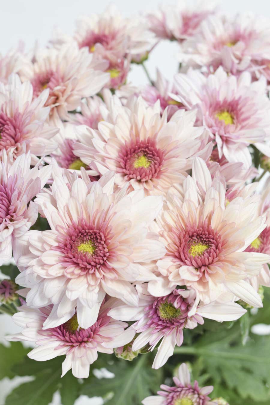 CRISANTEMO ROSA BICOLOR