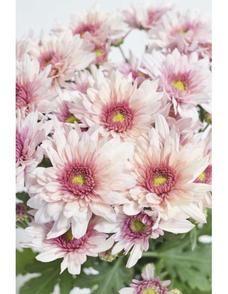 CRISANTEMO ROSA BICOLOR