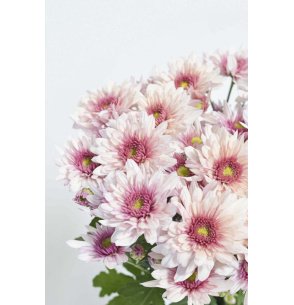CRISANTEMO ROSA BICOLOR 2