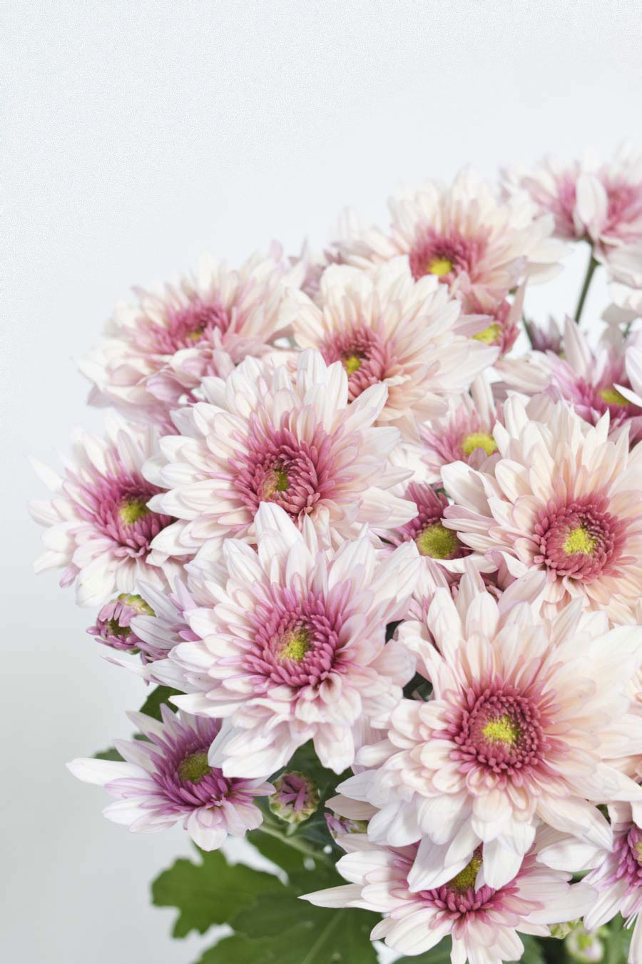 CRISANTEMO ROSA BICOLOR