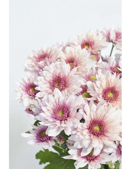 CRISANTEMO ROSA BICOLOR