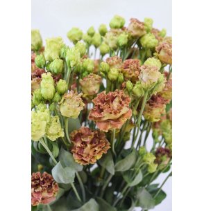 LISIANTHUS EXTRA MARRON 70CM X10T