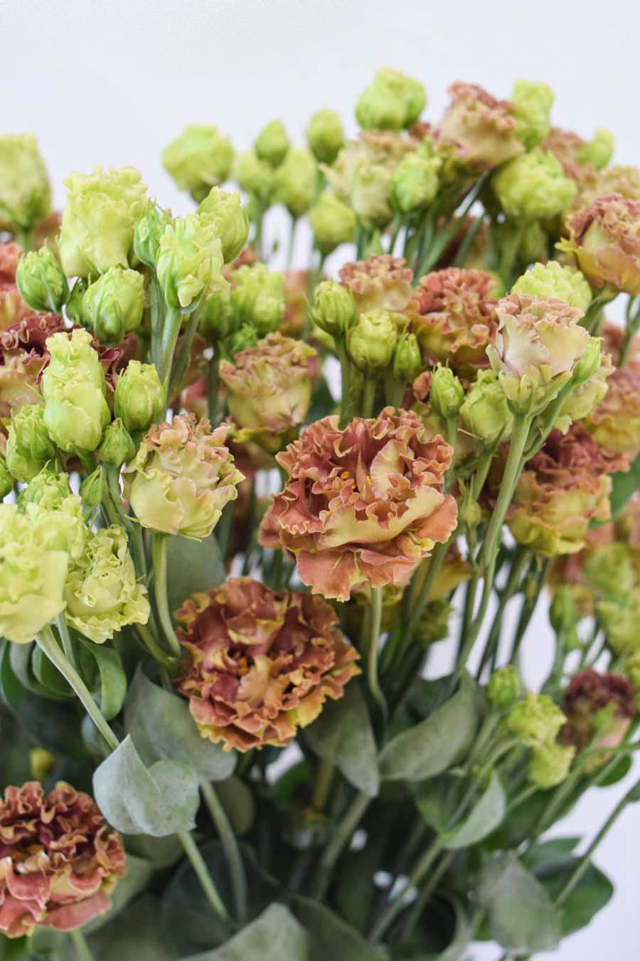 LISIANTHUS EXTRA MARRON 70CM X10T