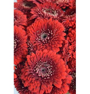 MINI GERBERA DOBLE ROJA