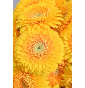 MINI GERBERA DOBLE AMARILLO