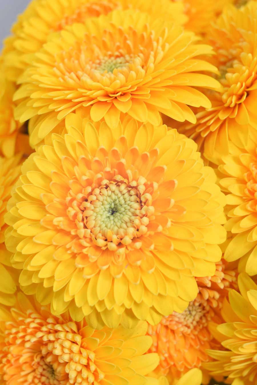 MINI GERBERA DOBLE AMARILLO