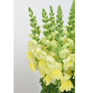 ANTIRRHINUM AMARILLO 70CM