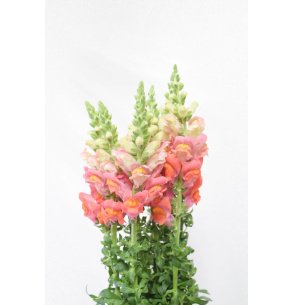 ANTIRRHINUM NARANJA 70CM