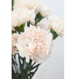 CLAVEL ROSA BEBÉ 70CM X20T
