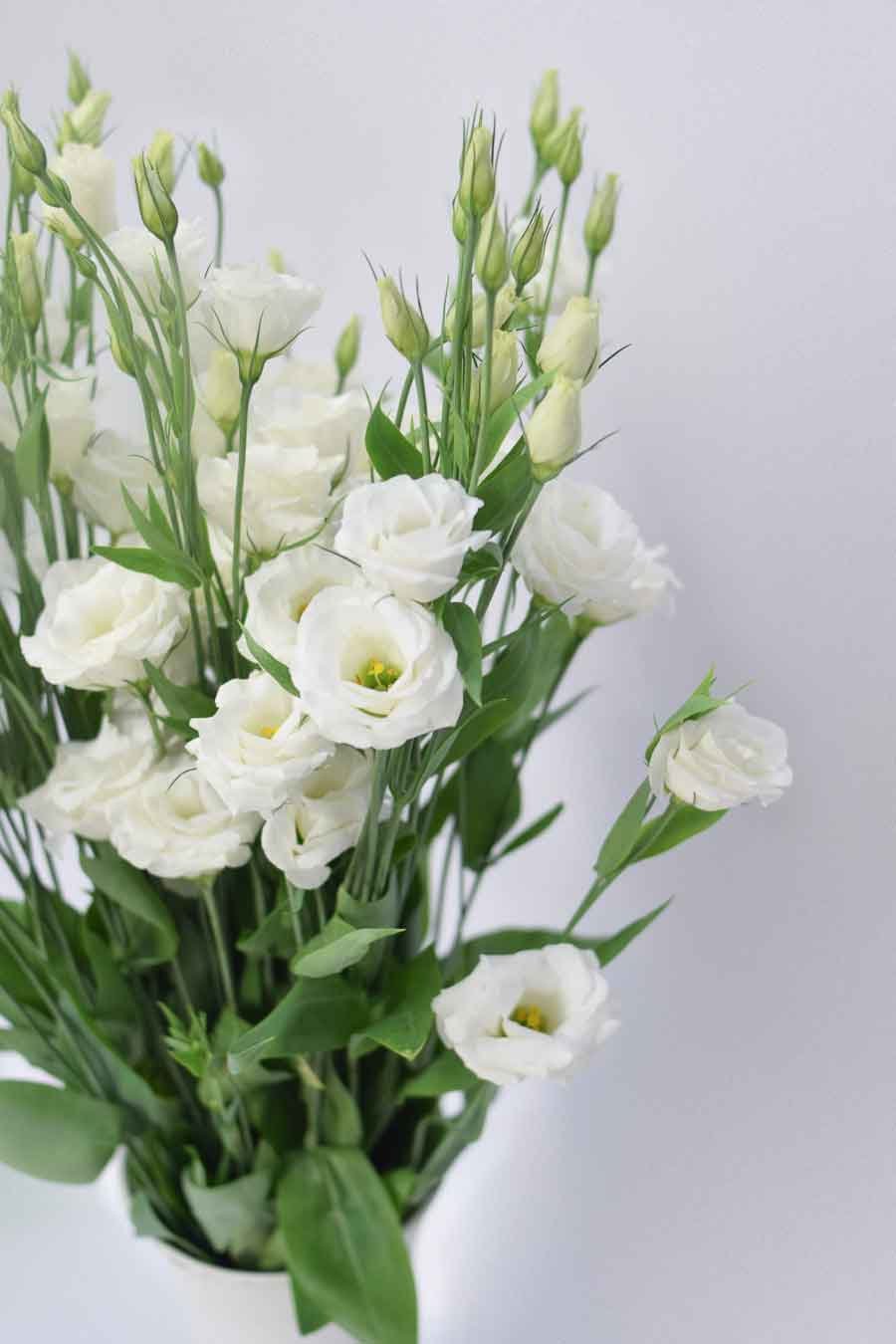 PACK DE LISIANTHUS VARIADO