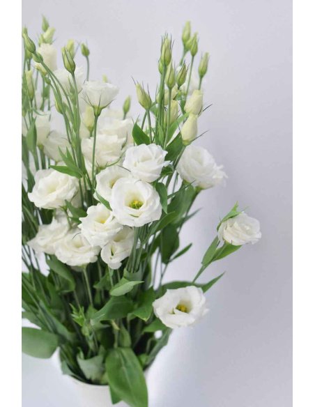 PACK DE LISIANTHUS VARIADO