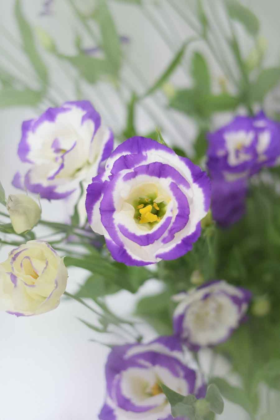 PACK DE LISIANTHUS VARIADO