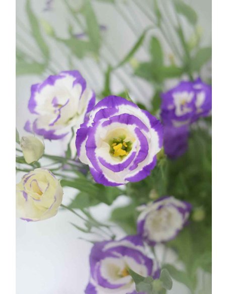 PACK DE LISIANTHUS VARIADO
